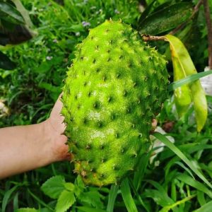 Soursop (Klang Valley only)
